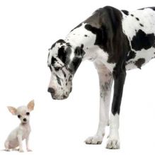 big-vs-little.jpg