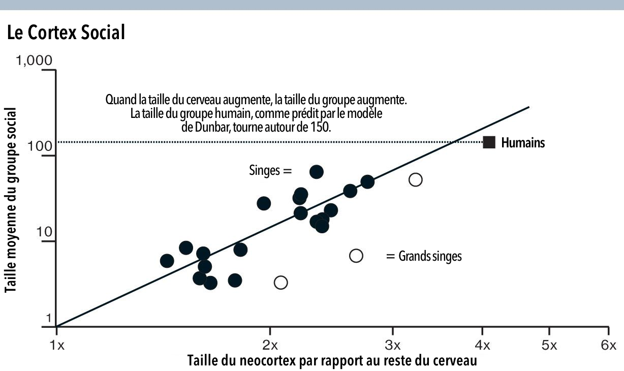 the social-cortex-dunbar-number_fr.png