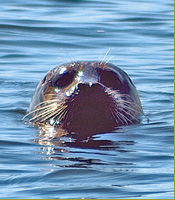 seal2-crisp.jpg