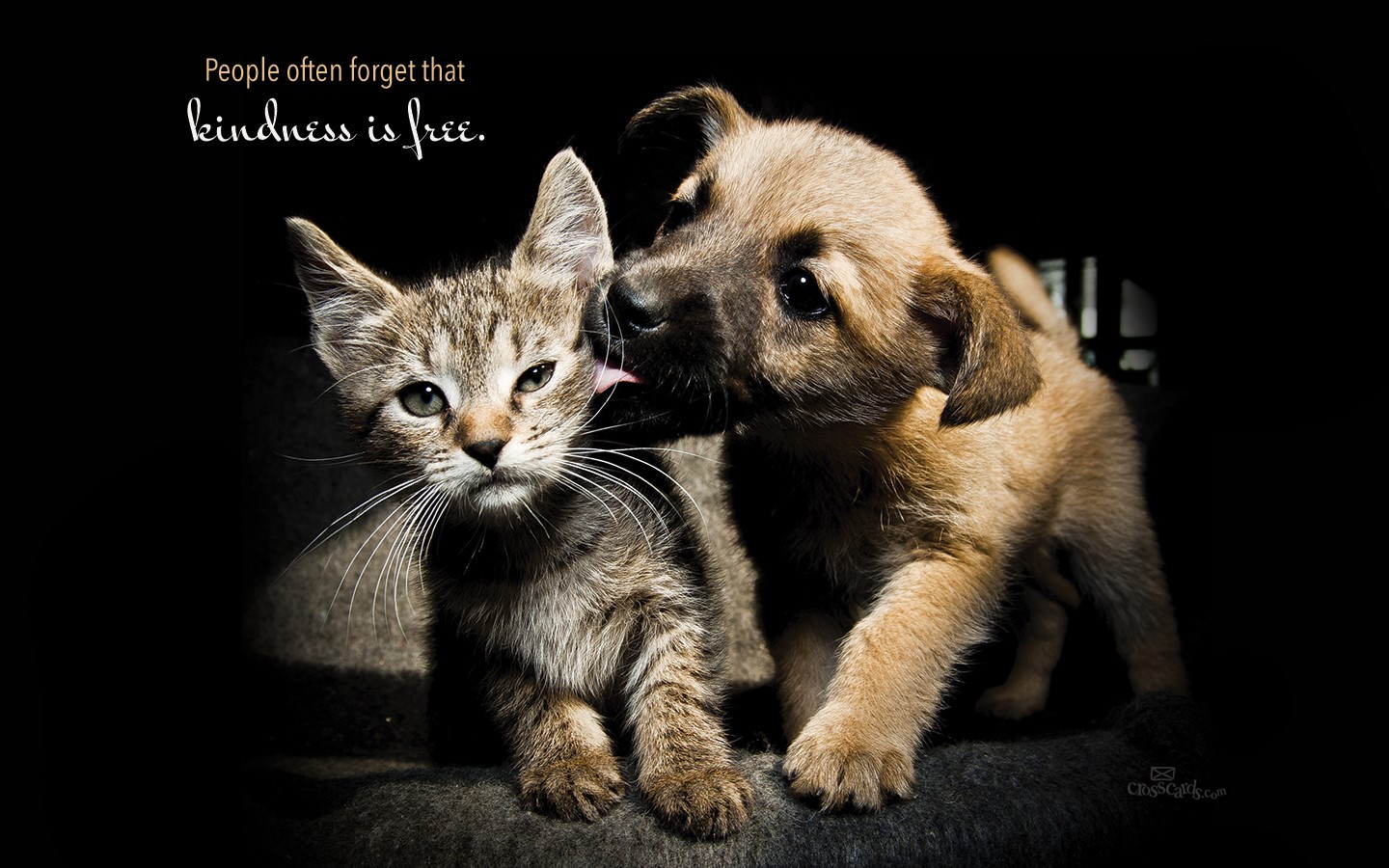 kindness-is-free_en.jpg