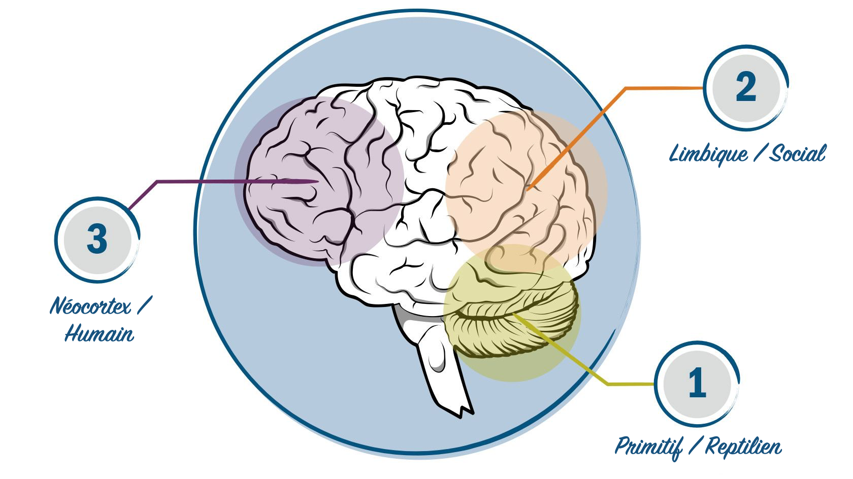 Your-Brain_fr.png