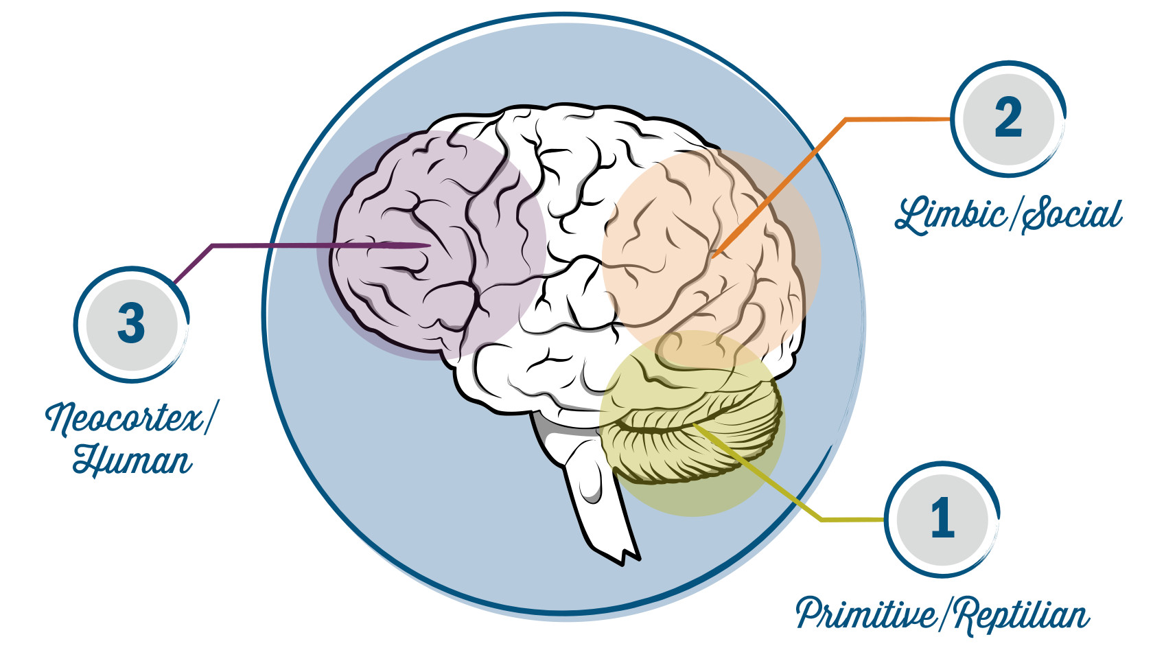 Your-Brain_en.jpg