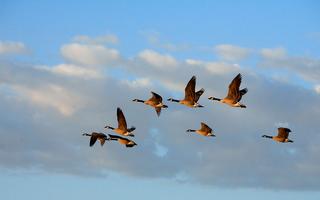 Flying_Geese.jpg