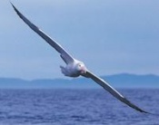 albatross-crisp.jpg