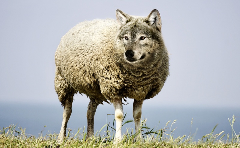 Fichier:Wolf-in-sheeps-clothing-2577813 1920.jpg