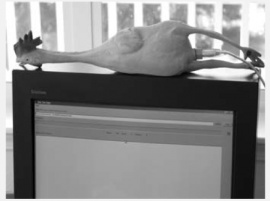 un poulet en plastique