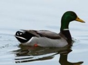 duck-crisp.jpg