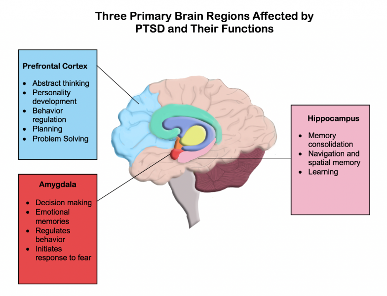 Fichier:Three-primary-brain-regions en.png