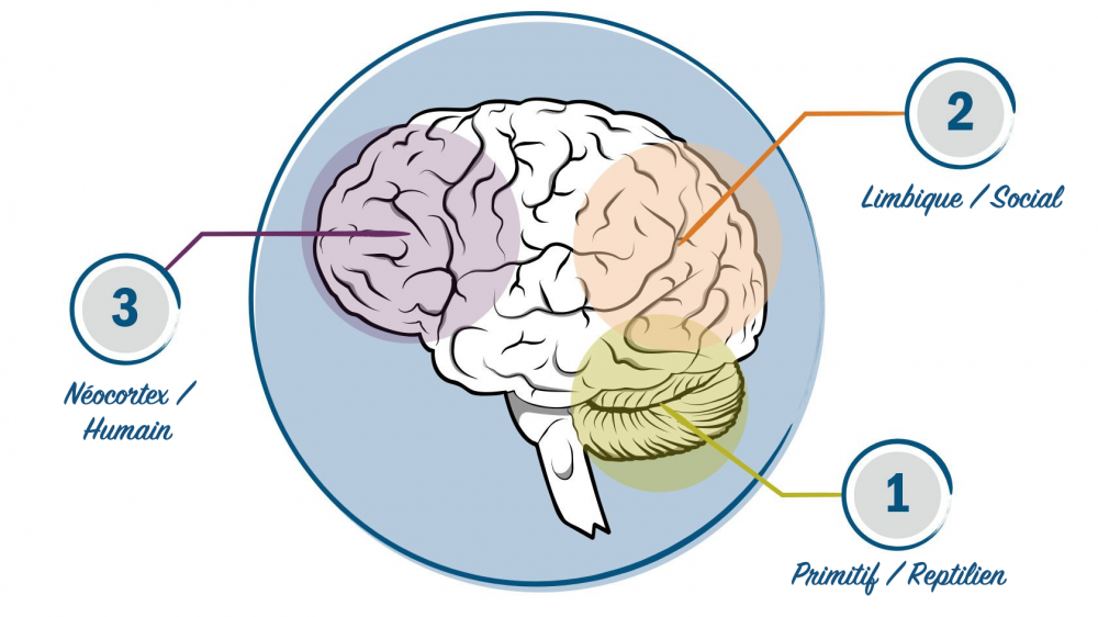 Your-Brain_fr.png