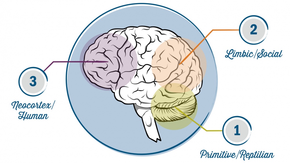 Your-Brain_en.jpg