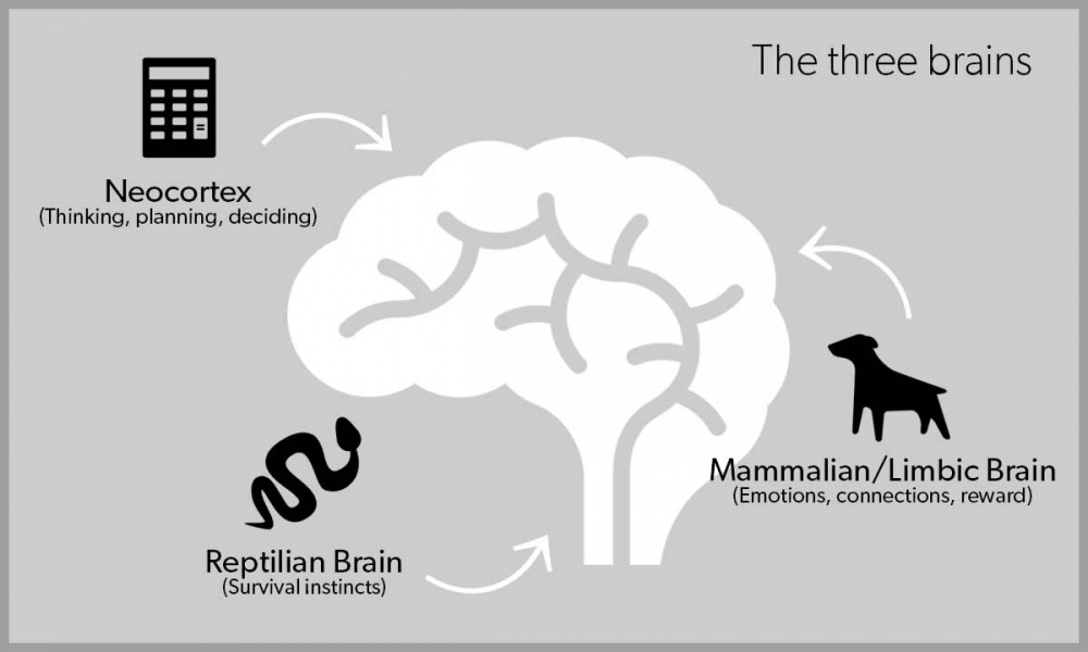 thethreebrains_en.jpg